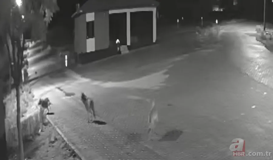 Kurt sürüsü sokak ortasında saldırıp paramparça etti! İşte korkunç anlar 5