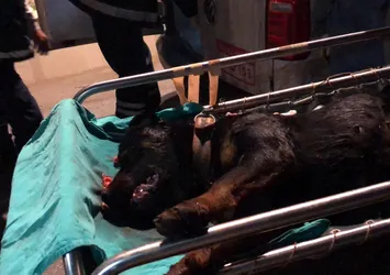 Tavuklarının telef olduğunu görünce dehşet saçtı! Köpeği öldürmekten beter hale getirdi