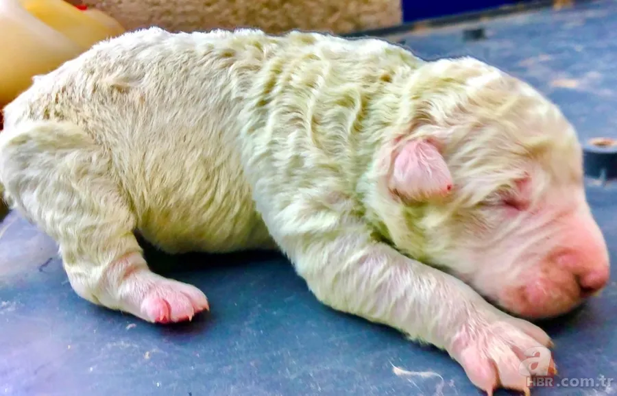 Yeşil olarak dünyaya geldi! Hemen fenomen oldu... 3