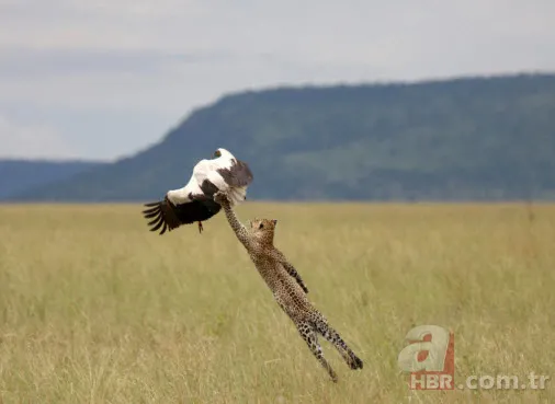 Böylesini daha önce hiç görmediniz 37