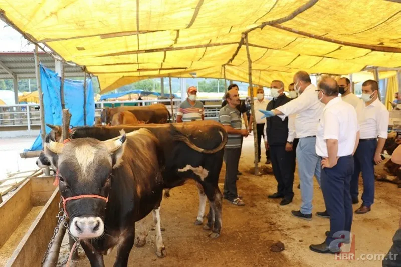 Kurbanlık fiyatları netleşti! Kurbanlık fiyatları son dakika il il açıklandı: 2022 koyun, keçi, dana fiyatları ne kadar, kaç TL oldu? 1