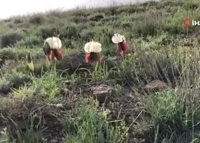 ‘Kurt kulağı’ çiçeği göz kamaştırdı