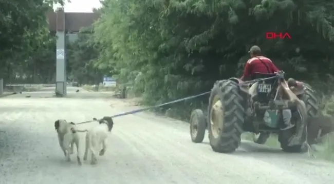Çanakkale’de çiftçi iki köpeğini traktöre bağlayıp götürdü! Vatandaşlar tepki gösterdi - 1