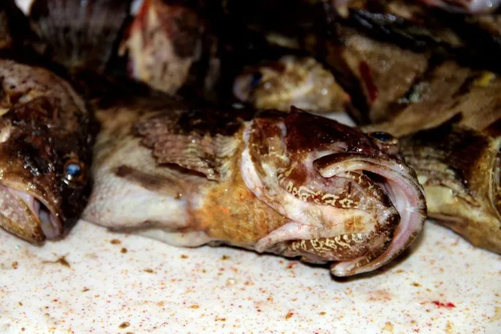Kıyı balıkçılarının vazgeçilmezi: İskorpit balığı