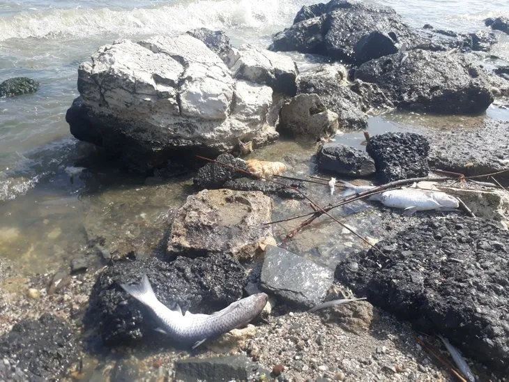 Ölü balıklar sahile vurdu! Bölge halkı endişe ve panik içinde! İBB 2 yıldır kılını kıpırdatmadı