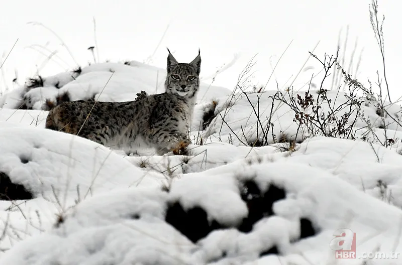 Nesli tehlike altındaki Kafkas vaşağı gündüz avlanırken görüntülendi! Vahşi doğa belgesellerini aratmadı 12