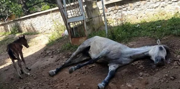 Başkan Recep Tayyip Erdoğan duyurdu! FETÖ’nün önemli ismi yakalandı! Yeni petrol ve doğal gaz müjdesi sinyali...