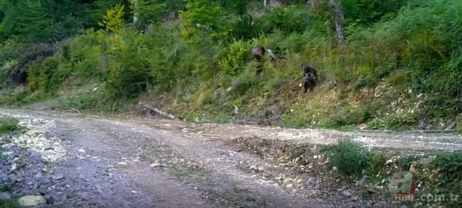 Acı bal yiyen ayıdan haber var: Bakanlık görüntüsünü paylaştı 8