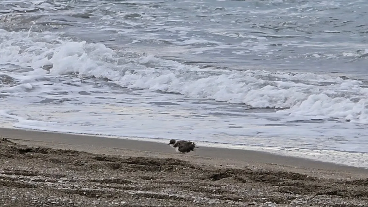 Hatay sahilinde görüntülendi! Nesli tükenme tehlikesi altında