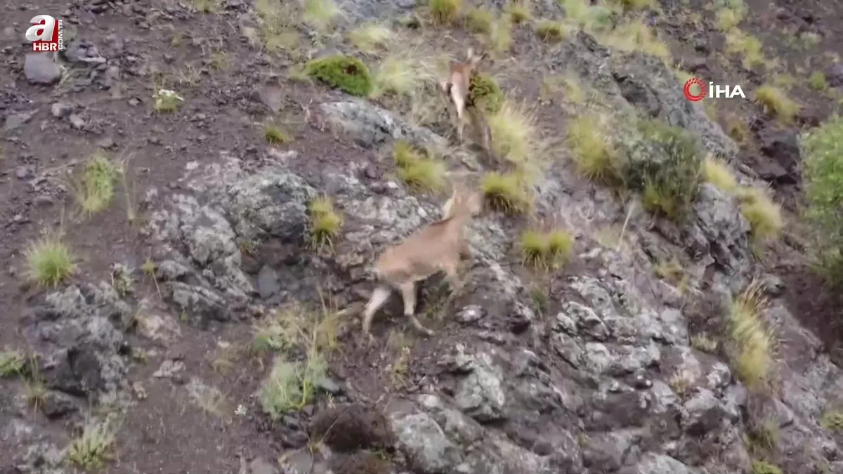 Oltu’da yaban keçilerinin görsel şöleni