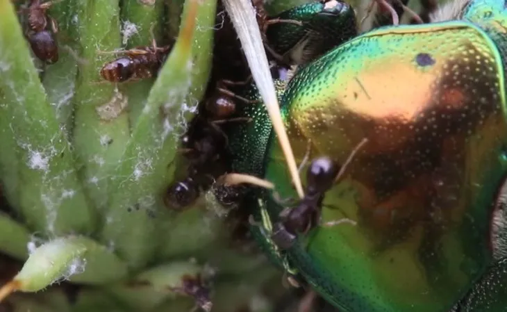 Doğada yaşam mücadelesi kamerada! Belgeselleri aratmayan anlar o ilimizde görüntülendi! Karıncalar altın böceğinin...