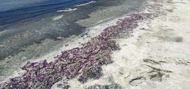 Burdur Gölü sahili morardı! Uzman isimden flaş açıklama: Herhangi bir zararı yok