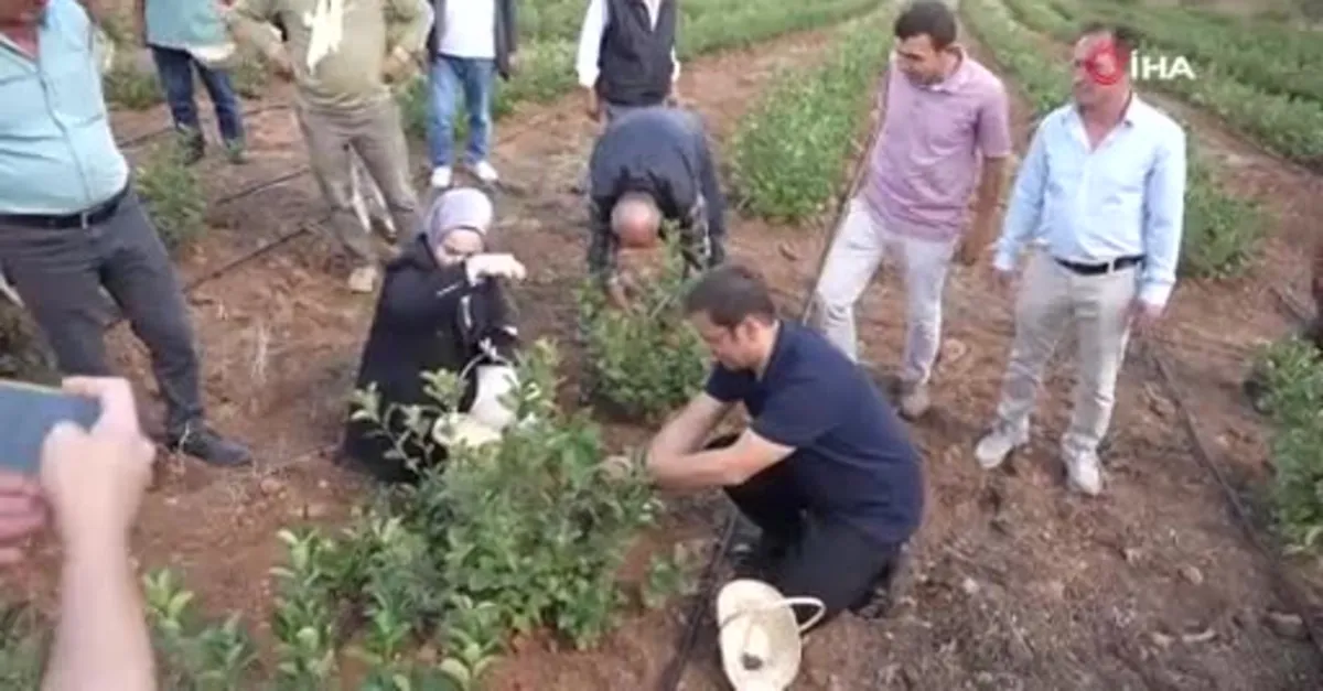 Sındırgı'da Aronya hasadı başladı