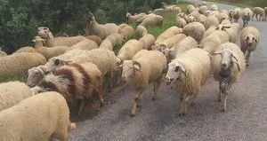 Aydın’da Yörüklerin yayla yolculuğu başladı
