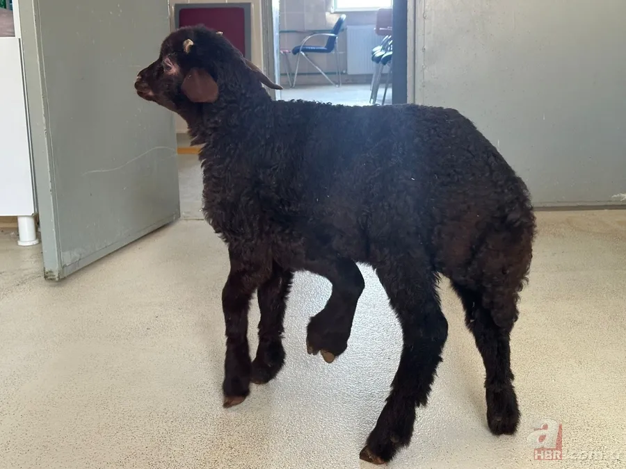 Iğdır’da hayrete düşüren olay! Kuzu 5 bacaklı dünyaya geldi... Ameliyat edildi 1