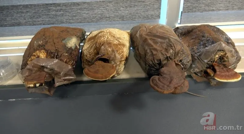 Ölümsüzlük mantarı nedir | Reishi mantarının faydaları nelerdir | Fiyatı dudak uçuklatıyor 4
