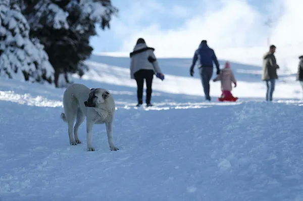 Yılbaşında kar yağacak mı? Meteoroloji uzmanından flaş uyarı! İşte 5 günlük hava durumu