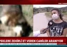 Son dakika: Ankara’da köpek katliamı! Caniler zehirli etle katletti! Yiyen kuşlar da can verdi |Video