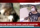 Ankara’da köpek katliamı!