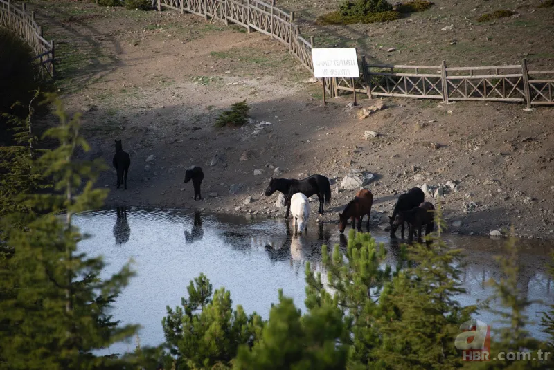 Sonbaharın renkleri Spil Dağı'nda! Orman manzarası mest etti 3