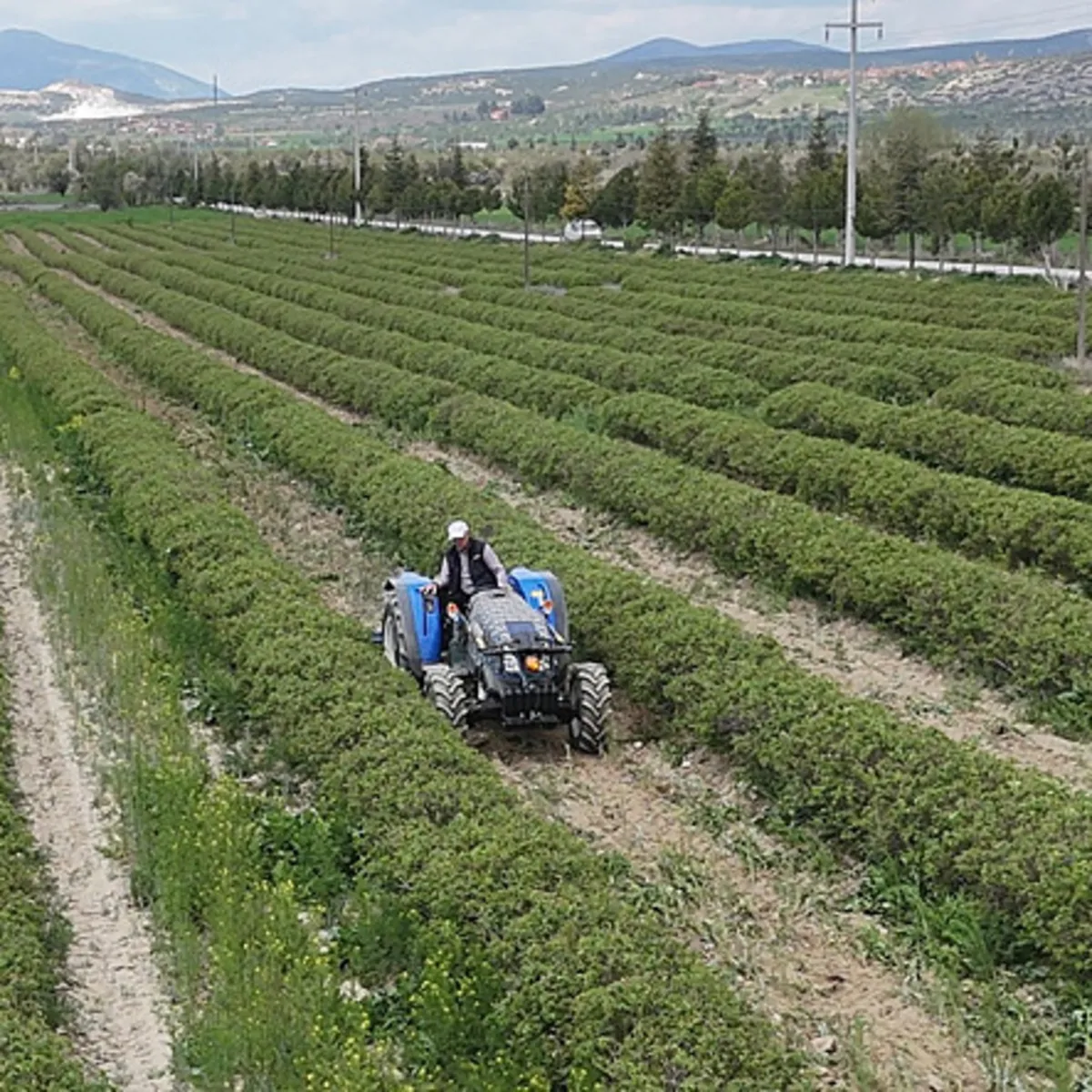 4 tonundan sadece 1 kilo çıkıyor: Şampuandan parfüme dünya bu çiçeği bekliyor