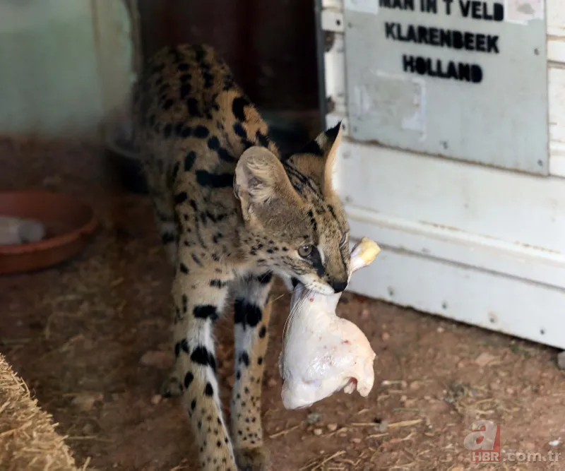 Kedigillerin en zor bulunan türü | İstanbul'da lüks bir malikanede ele geçirildi! Nesli neredeyse hiç kalmadı 3