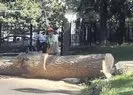 İBB’den Emirgan’da izinsiz ağaç kesimi