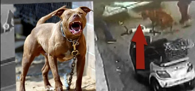 Son dakika: Hamile kediyi pitbull cinsi köpeğe yem etmişlerdi! Olayda flaş gelişme |Video