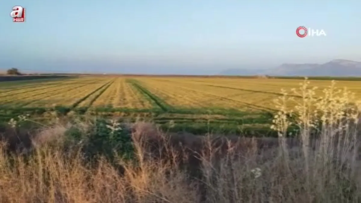 Adana'da buğdayı don ve kuraklık vurdu