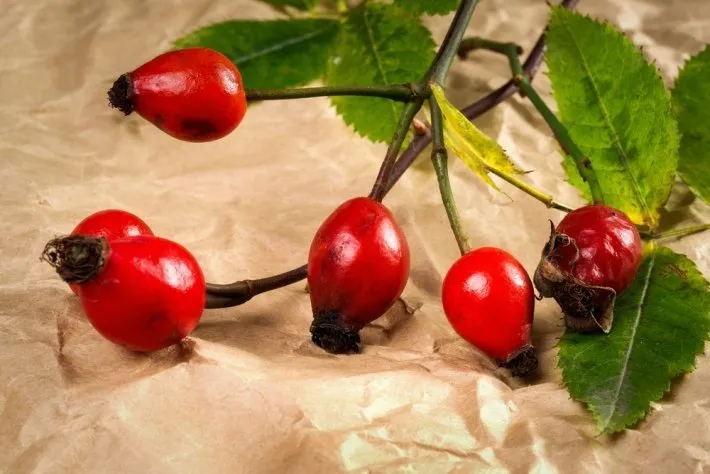 Kuşburnu çayı içmek için 9 neden