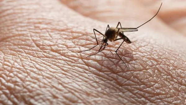 Koronavirüs sonrası yeni alarm! Belirtileri çok benzer! Sivrisinek yoluyla bulaşıyor... Türkiye’ye yaklaştı