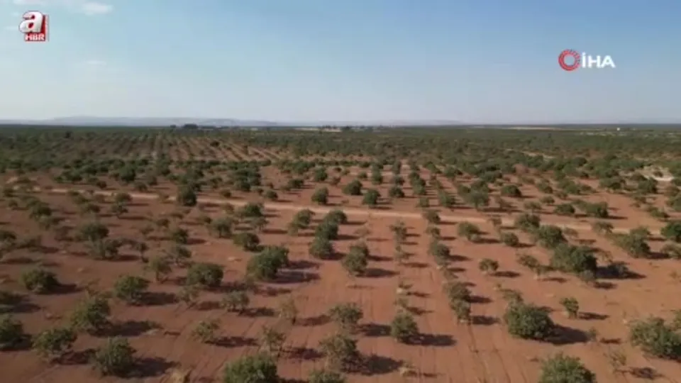 Gaziantep’te Fıstık hasatı başladı