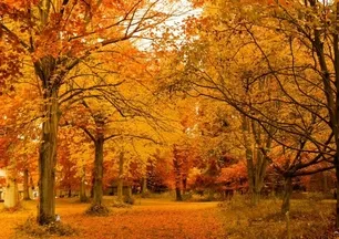 Sincap nerede saklanıyor? Bu zeka testinde gizli hayvanı yalnızca yüzde 5’i fark ediyor!