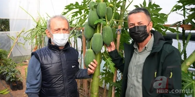 Kimsenin aklının ucundan geçmeyen reçel yaptı! Paraya para demiyor! İspanya'da gördü hayatı değişti... 7