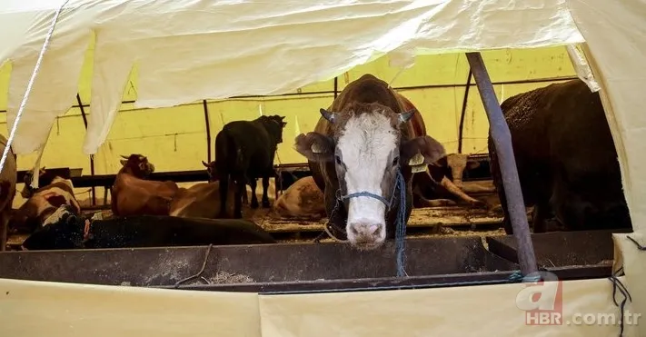 KURBANLIK DANA FİYATLARI 2023! Kurbanlık fiyatları ne kadar, kaç TL? Büyük baş, küçükbaş, koyun... 2