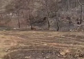 Sakarya'daki yanan ormanda ceset bulundu! 9 gündür kayıpmış