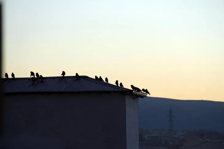 Karga kabusu 10 ay sonra geri döndü! Bir kenti alarma geçiren olay