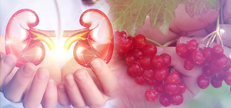 Gilaburu'nun faydaları bilimsel olarak kanıtlandı! Gilaburu bitkisi nedir? Gilaburu neye yarar?