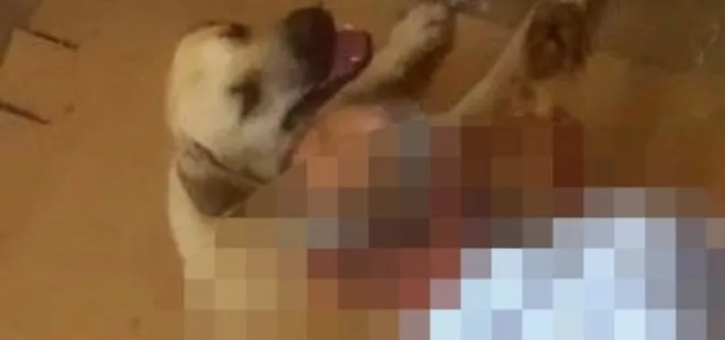 Antalya’da iğrenç olay! Ayaklarını hortumla bağladığı köpeğe tecavüz etti