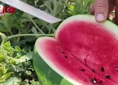 İstanbul’un içinde köy hayatı