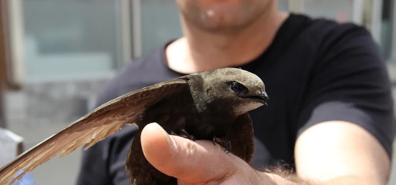 Sivas'ta Ebabil kuşu bulundu