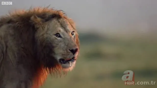 İzmir'de sırtlan paniği! "Tire canavarı" korku salıyor 7