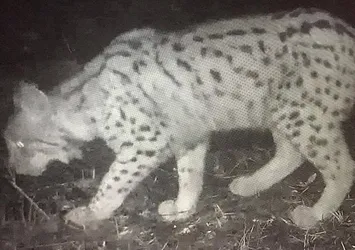 Ordu'da vaşak fotokapana yakalandı