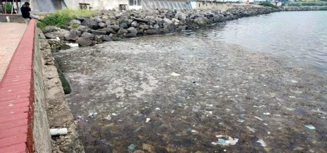 Marmara Denizi'nde istila! Korkutan uyarı | Sayıları arttı uzmanlar nedenini açıkladı