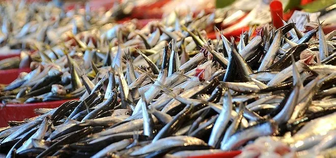 Hamsi balıkçının yüzünü güldürüyor! Fiyatlarda...