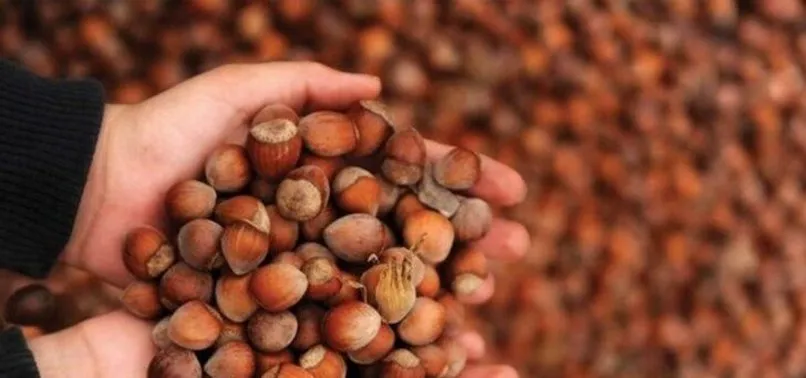 Fındık taban fiyatı ne kadar olacak, açıklandı mı? 2021 fındık taban fiyatı belli oldu mu?