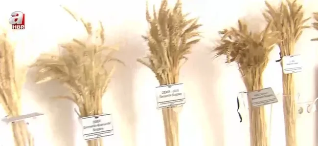 İşte Türkiye’nin Tohum Gen Bankası! Binlerce çeşit geleceğe aktarılıyor