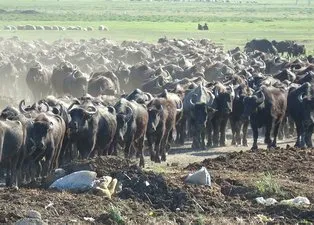 Son dakika | Vahşi belgeselleri andıran görüntüler! Mandaların dereyle buluşması görsel şölen oluşturdu