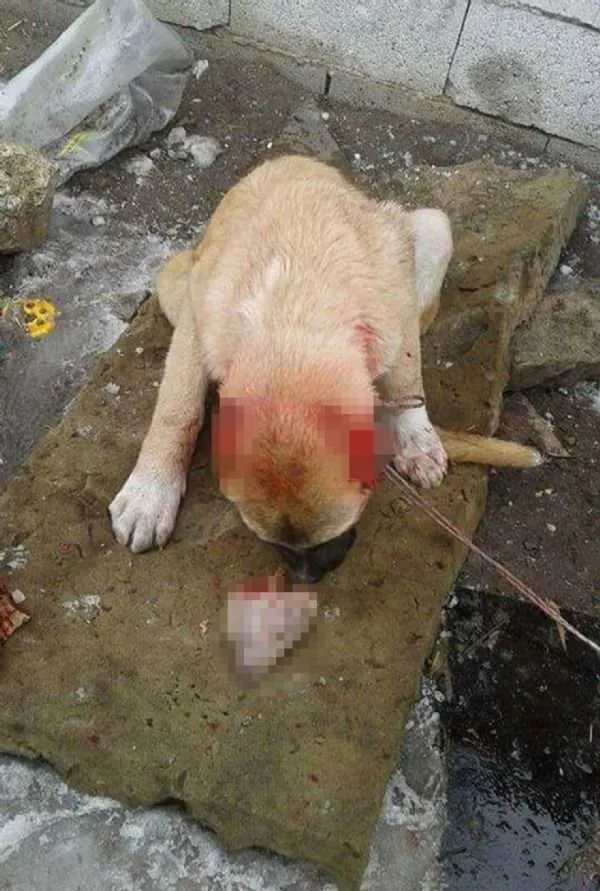 Köpeğe işkence görüntüleri isyan ettirdi!