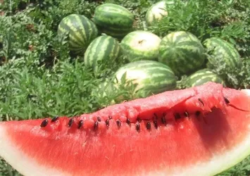 Hastanelik ediyor! Karpuzda görünmez tehlike...